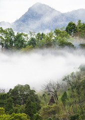 Obraz premium Mist over forest of mountain, Taiwan