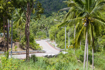 Road and palm tree. Island Koh Phangan, Thailand