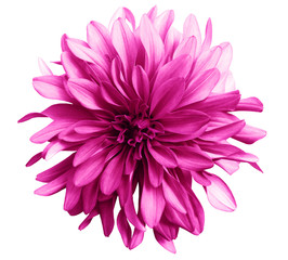 pink flower on a white  background isolated  with clipping path. Closeup. big shaggy  flower. for design.  Dahlia.