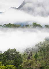 Fototapeta na wymiar Mist over forest of mountain, Taiwan