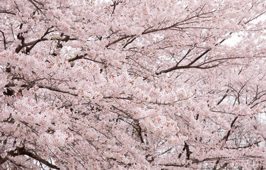 日本の桜