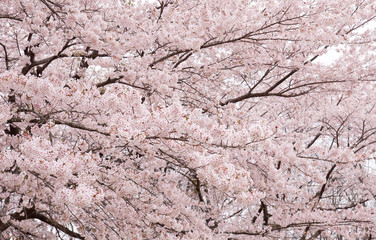 日本の桜