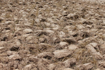 Stubble plowing preparation for planting.
