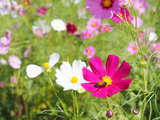 pink cosmos blooming with bee