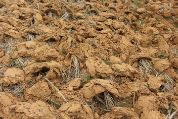 Stubble plowing preparation for planting.