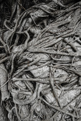 big root wood tree background