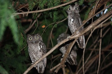 Young owls
