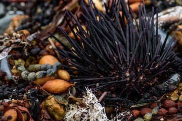 sea urchins, shells and seaweed on the shore, close-up photo © olyjo