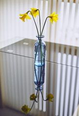 Three Daffodils in a blue vase