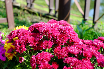 Chrysanthemum flowers background in nature.Dendranthemum grandif