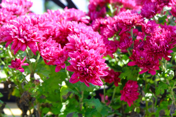 Chrysanthemum flowers background in nature.Dendranthemum grandif