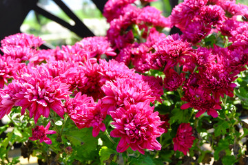 Chrysanthemum flowers background in nature.Dendranthemum grandif