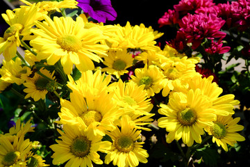 Chrysanthemum flowers background in nature.Dendranthemum grandif