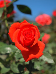 Orange rose  / Tropical Rose Garden 