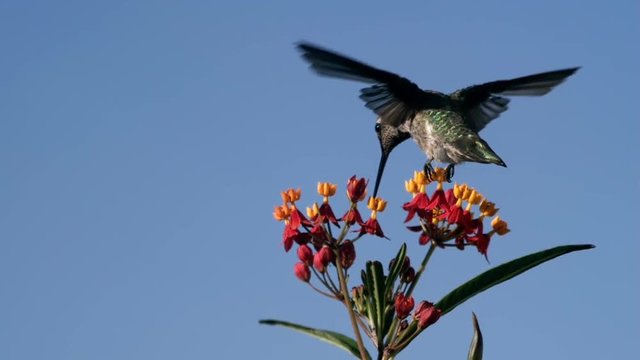 Hummingbird On Milkweed With Copy space Slow Motion 4000fps