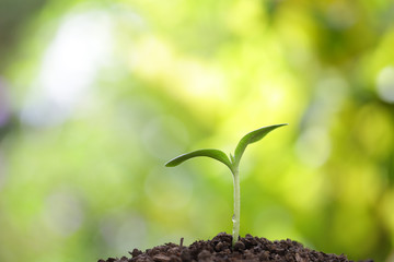 Tree planting