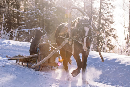 horse pulling a sledge in winter sunny day