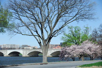 spring willow tree branches and cherry blossom at the side of Potomac river in Washington DC