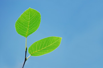 fresh green leaves growing in spring