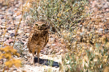 Burrowing Owl, Tucson Arizona