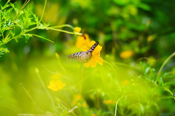 Blurry butterfly on orange cosmos flower in garden