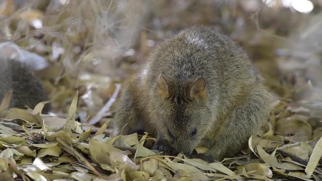 Quokka Wildlife auf Rottnest Island, West Australien. Quokka (Setonix brachyurus), Zwergkänguru oder Kurzschwanzkänguru