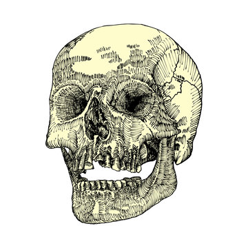 Anatomic skull with open mouth or jaw, weathered and museum quality, detailed hand drawn illustration. Vector Art. 