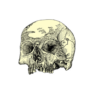 Anatomic skull, weathered and museum quality, detailed hand drawn illustration. Vector Art. 