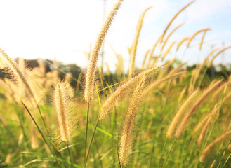 Fototapeta premium grass