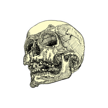 Anatomic skull, weathered and museum quality, detailed hand drawn illustration. Vector Art. 