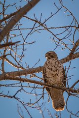 Red Tailed Hawk - Buteo jamaicensis