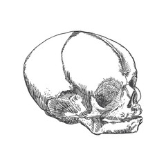 Anatomic skull of youth or kid, detailed hand drawn illustration. Vector Art. 