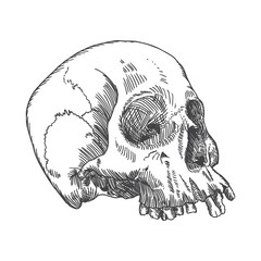 Monochrome anatomic drawing of skull without lower jaw, on white background. Weathered, museum quality, detailed hand drawn illustration. Vector Art.