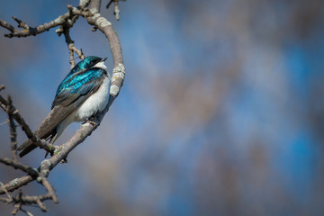 Tree swallow - Tachycineta bicolour male