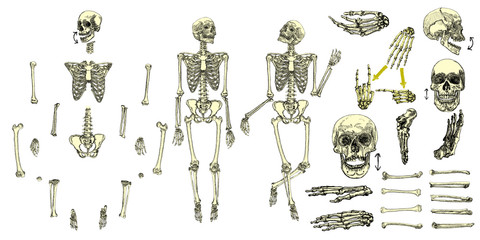 Human bones skeleton drawing collection set. Character creation set with moving arms, legs, jaw on skull and fingers on wrist for gestures. Vector illustration.