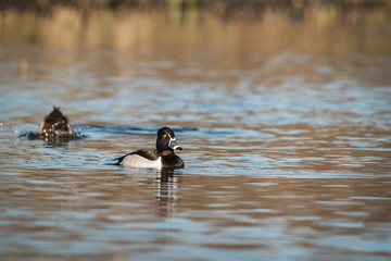 Ring-necked duck - Aythya collaris male