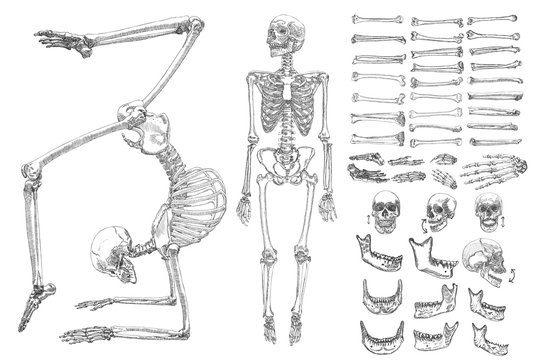 Human anatomy drawing monochrome set with skeletons and single bones isolated on white background. Character creation set with moving arms, legs, jaw on skull and fingers on wrist Vector illustration