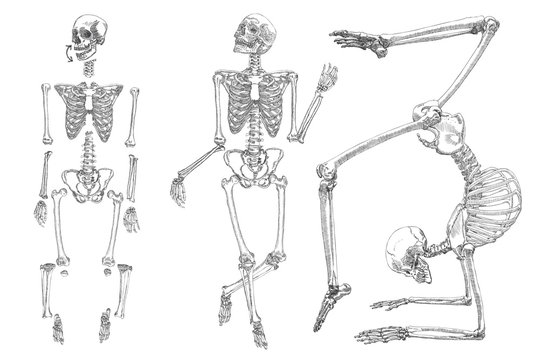 Human skeleton. Hand drawing. Set do it yourself with moving arms, legs, skull and wrist. Vector