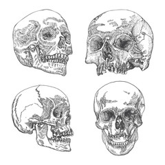 Set of anatomic skull in different conditions and views, weathered and museum quality, detailed hand drawn illustration. Vector Art. 
