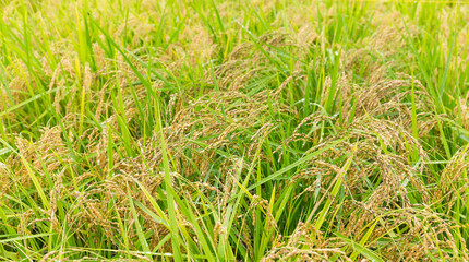 Rice field close up