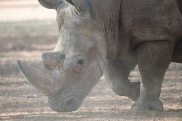 Obraz premium Visit to Safari Ramat Gan