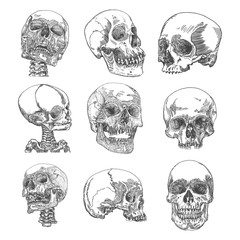Big set of anatomic skulls in different directions and conditions, weathered and museum quality, medical study detailed hand drawn illustration. T-shirt rock music prints. Vector Art. 