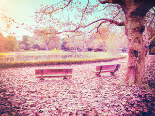 Two benches in a colorful Autumn wood