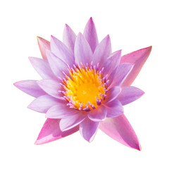 Full bloom lotus flower isolated on white with clipping path