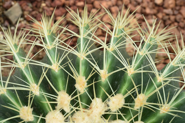 Naklejka na ściany i meble cactus in desert, cactus on rock, cactus nature for background