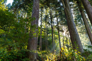 Fototapeta premium Forest