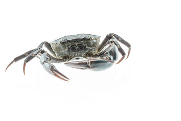 Red field crab