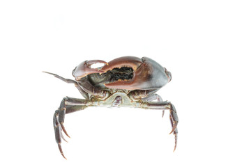 Red field crab