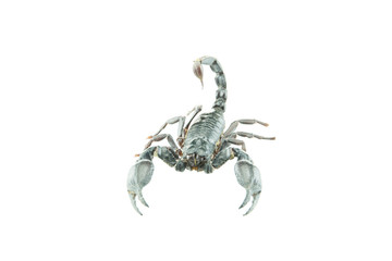 Scorpion Pandinus