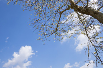 Branches of white plum flowers in mountainous region in Vietnam